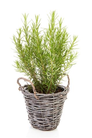 Fresh Rosemary In Cane Basket