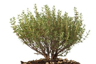 A Thyme Plant