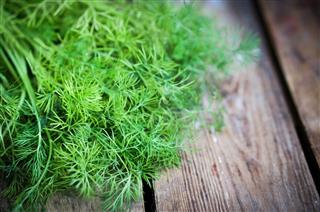 Newly Pulled Dill On Table