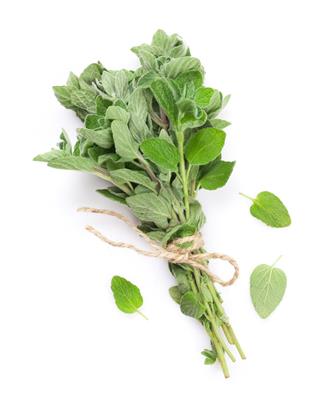 Fresh Garden Oregano Herb