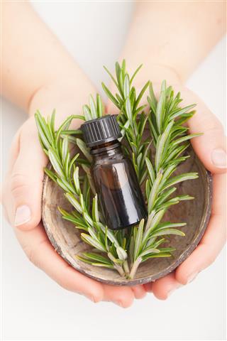 Rosemary Essential Oil Herbs In Hands