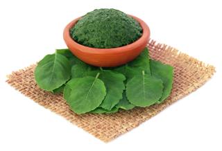 Medicinal Holy Basil With Ground Paste