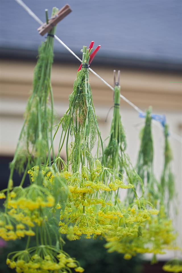 Hanging Bunch Of Dill