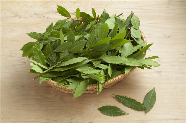 Basket With Fresh Bay Leaves