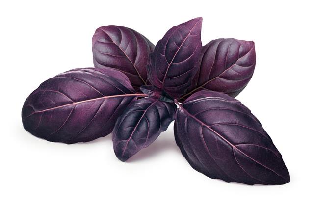 Purple Basil