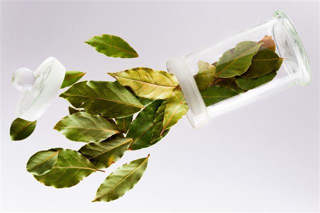 Bay Leaves Pouring Out Of Container