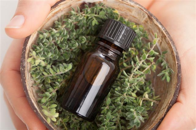 Thyme Oil Herbs In Hands