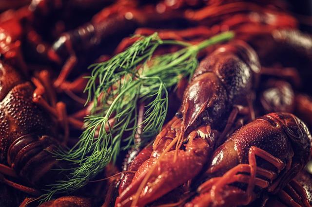 Boiled Red Crayfish With Fresh Dill