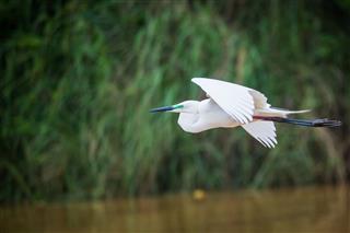 Egret In Flight Over River