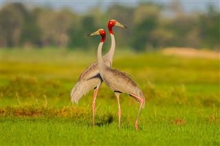 Couple Of Eastern Sarus Crane