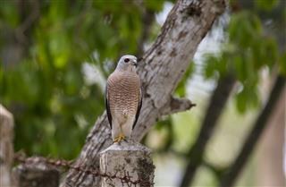 Shikra Looking For Prey