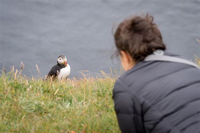 Bird Watching In Iceland