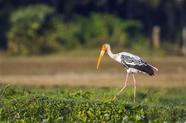Painted Stork In Panama Nature Reserve Sri Lanka