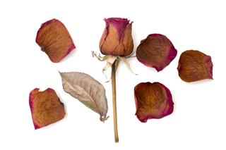 Dry Rose And Petal