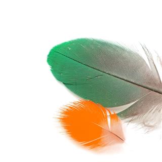 Bird Feathers
