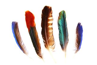 Set Of Bird Feathers