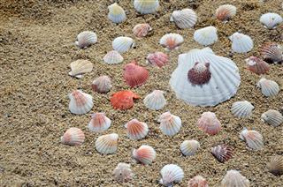 Seashells On A Sandy Beach