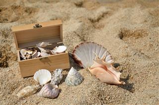 Wooden Chest Full Of Seashells