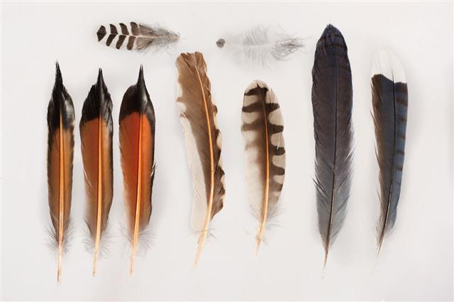Blue Jay Feather Collection