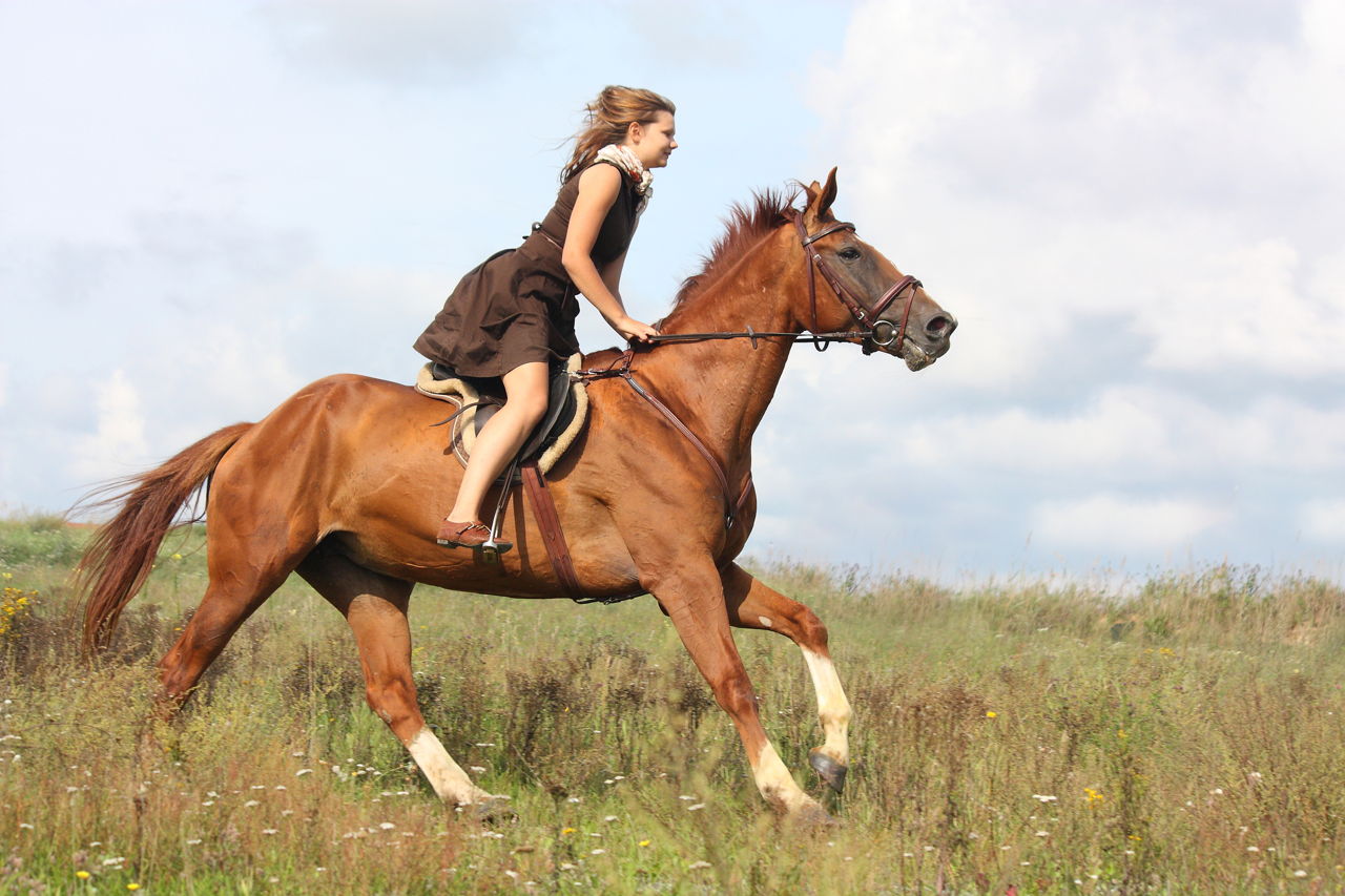 Riding Horse