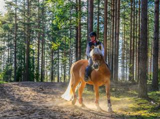 Woman Horseback Riding In Forest