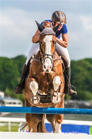 Jumping Horse With Rider Jumping