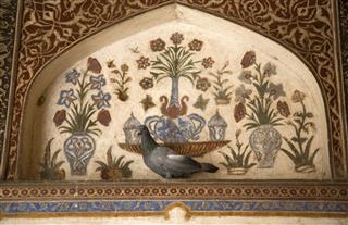 Pigeon At The Baby Taj In Agra