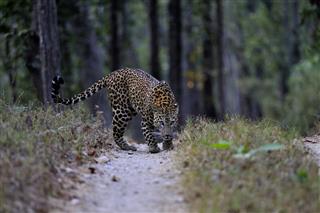 Leopard In Kanha