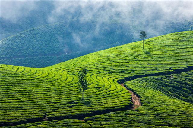 Green Tea Plantations In Munnar Kerala