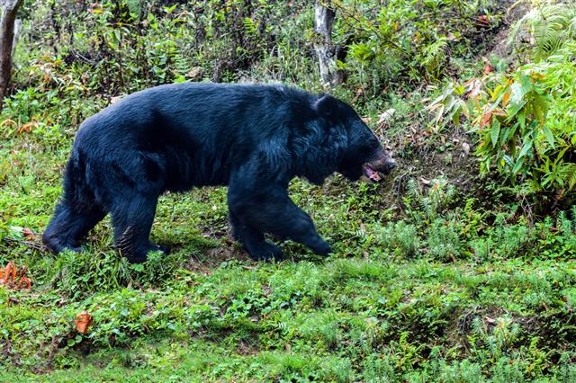 Black Bear Walking In The Grass
