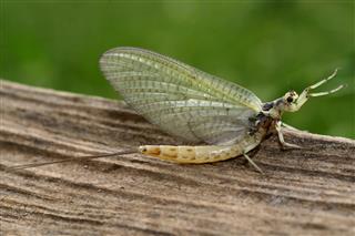 Adult Female Mayfly