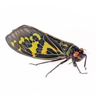 Color Cicada Isolated