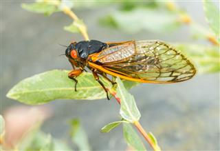 Macro Image Of Cicada