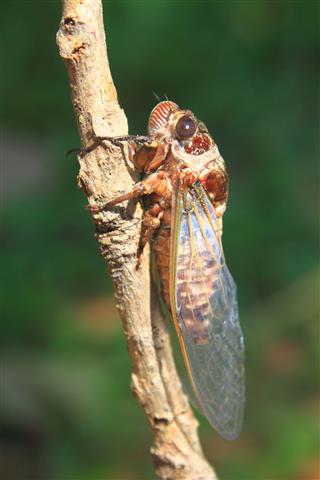 Cicadas In The Trees