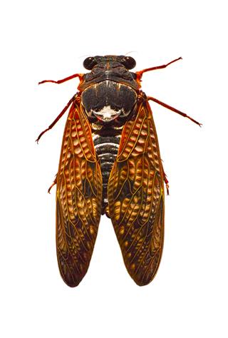 Large Brown Cicada