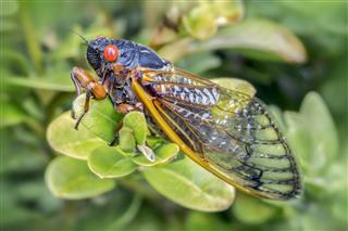 Cicada Eating Leaves