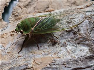 Cicada Carcass On Tree Bark