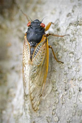 Cicada On Tree Trunk