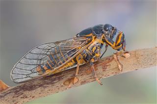 Close View Of A Standing Cicada