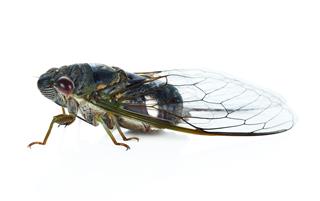 Cicada Isolated On White Background