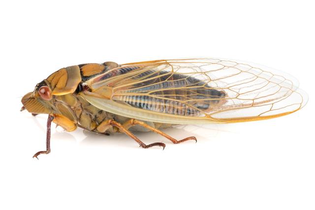 Cicada Insect