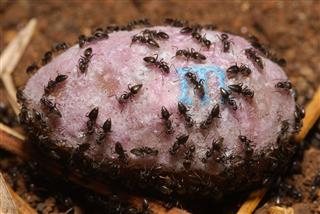 Ants Love Candy