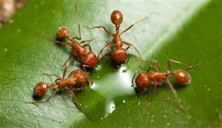 Red Ants Drinking Water