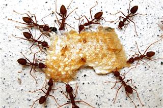 Ants Rang Rang
