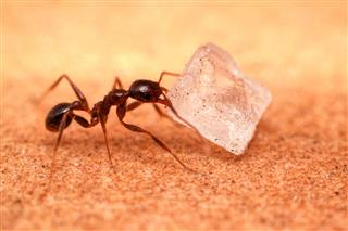 Ant With Sugar Crystal