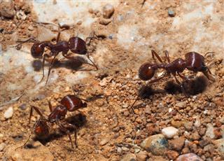 Closeup Of Long Legged Ants