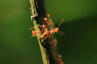 Red Ants On A Plant Stem