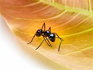 Worker Ant On Red Leaf