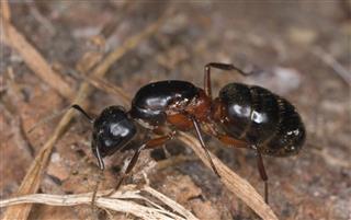 Extreme Close Up Of Wood Ant