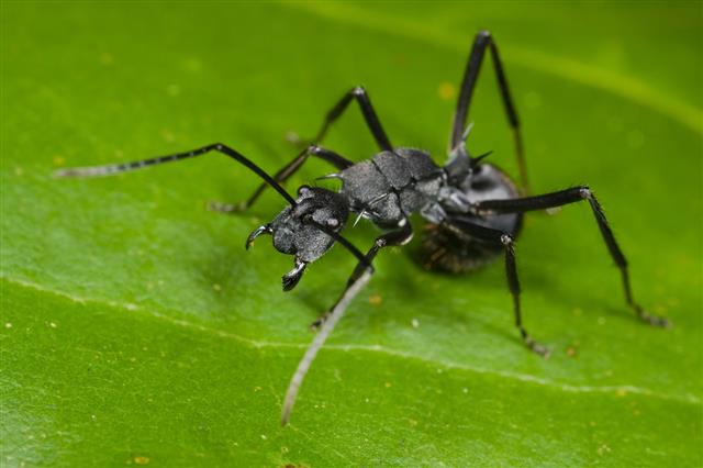 Spiny Black Ant